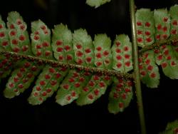 Dryopteris erythrosora. Abaxial surface of primary pinna showing indusia with red centres.
 Image: L.R. Perrie © Leon Perrie CC BY-NC 3.0 NZ
